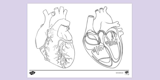 Human heart colouring page