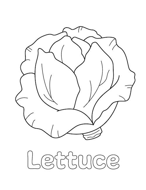 Lettuce coloring page