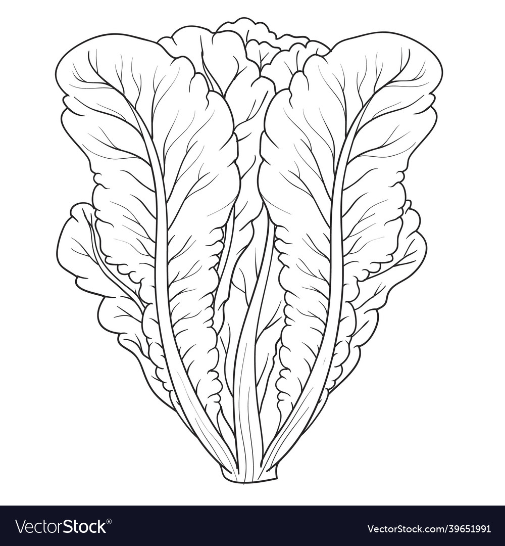 Sketch of lettuce leaves coloring book cartoon vector image