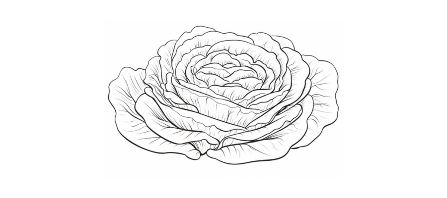 Lettuce coloring pages