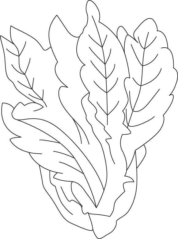 Lettuce coloring sheet download free lettuce coloring sheet for kids best coloring pages