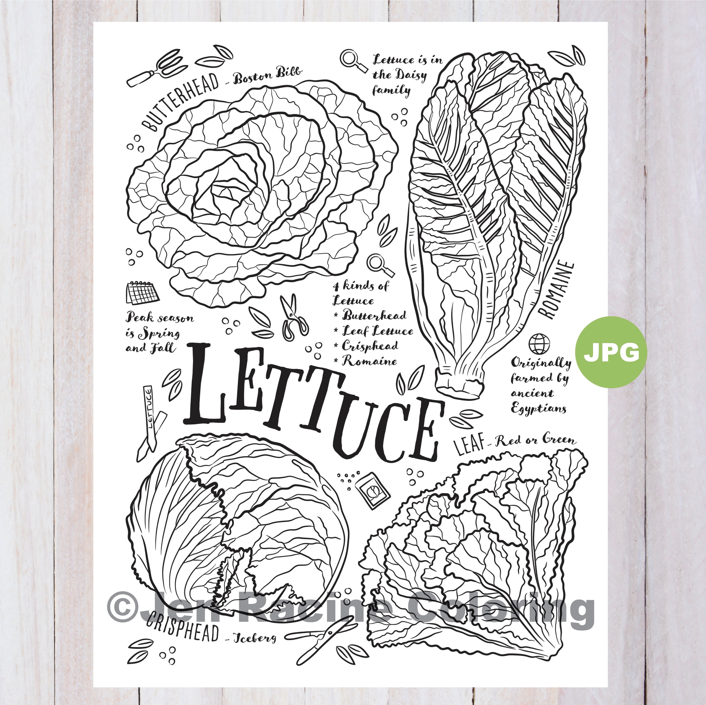 Lettuce coloring page vegetable coloring page garden gardening homegrown vegetable coloring pages