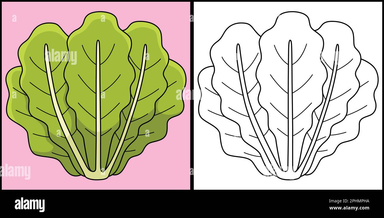 Romaine lettuce vegetable coloring illustration stock vector image art