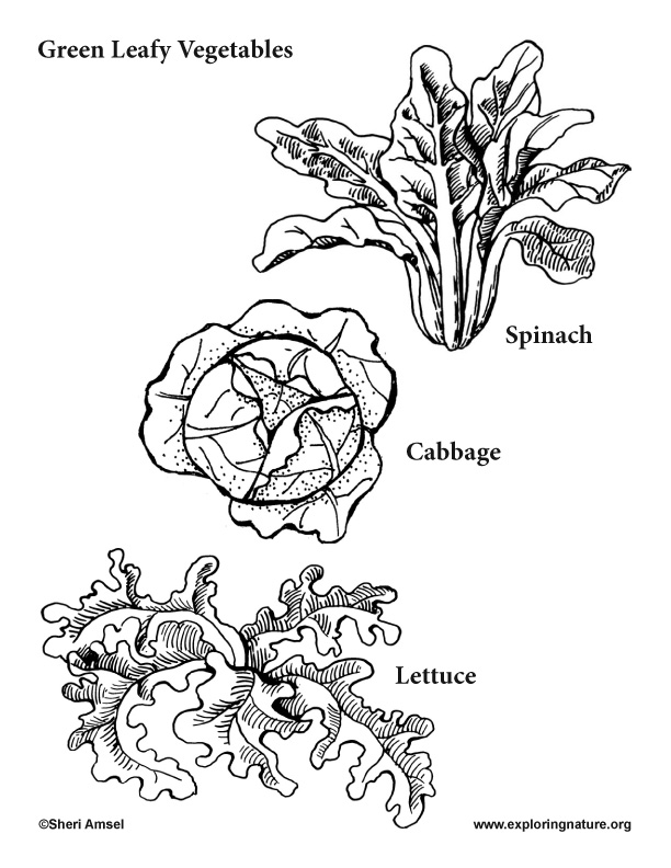 Green leafy plants cabbage spinach lettuce â coloring nature