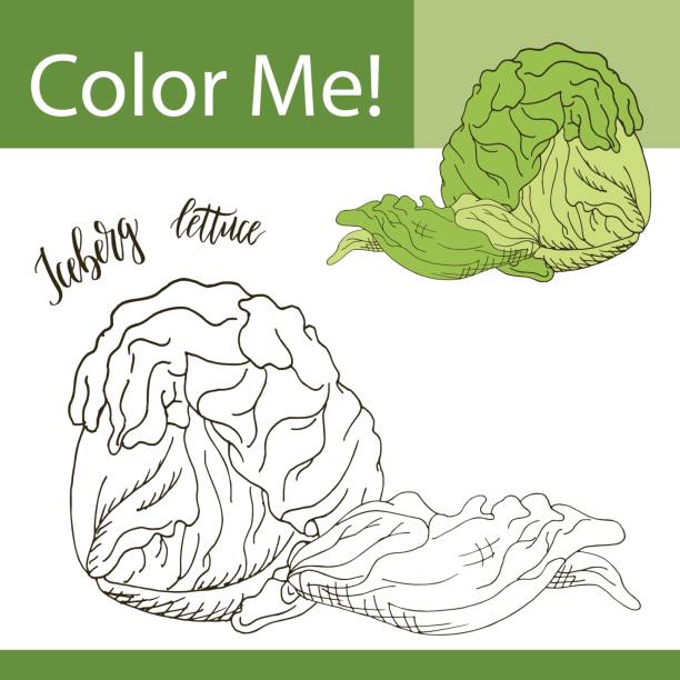Coloring book or page of vegetable vector illustration with hand drawn iceberg lettuce stock illustration