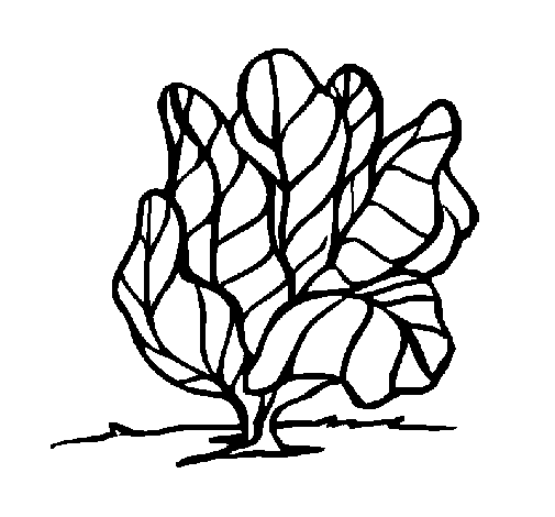 Lettuce coloring page