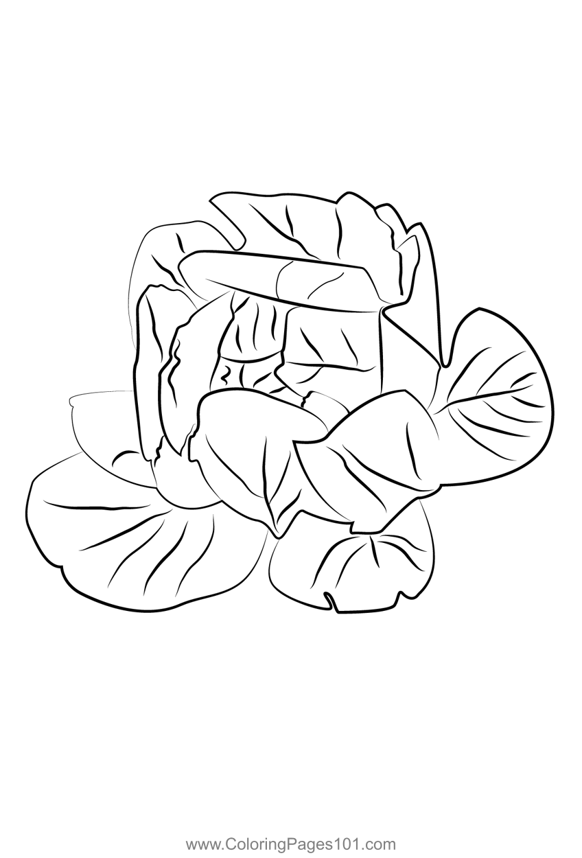Lettuce coloring page for kids