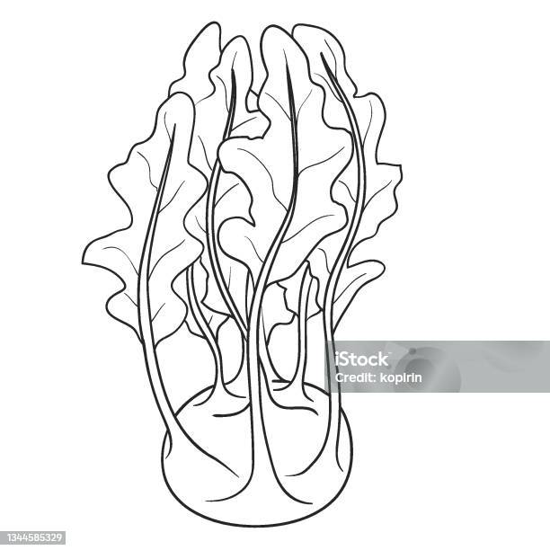Romaine lettuce vegetable isolated coloring page stock illustration