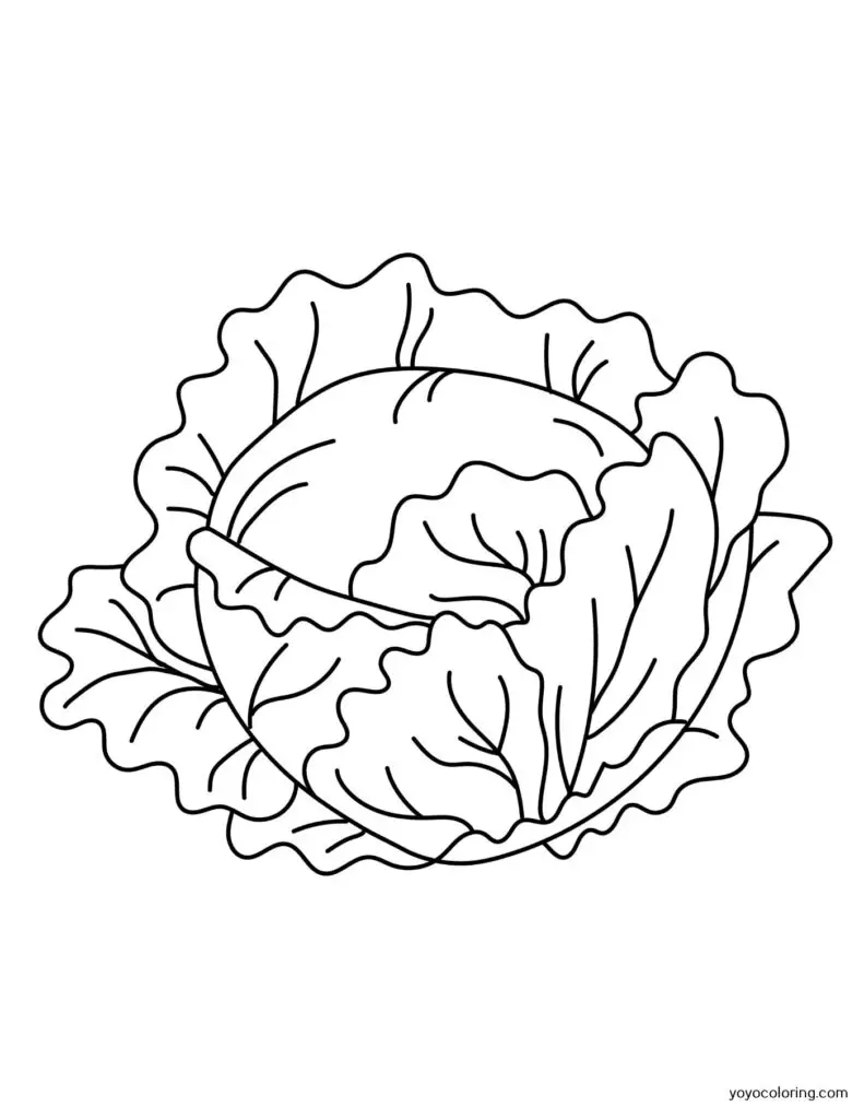 Lettuce coloring pages á printable painting template