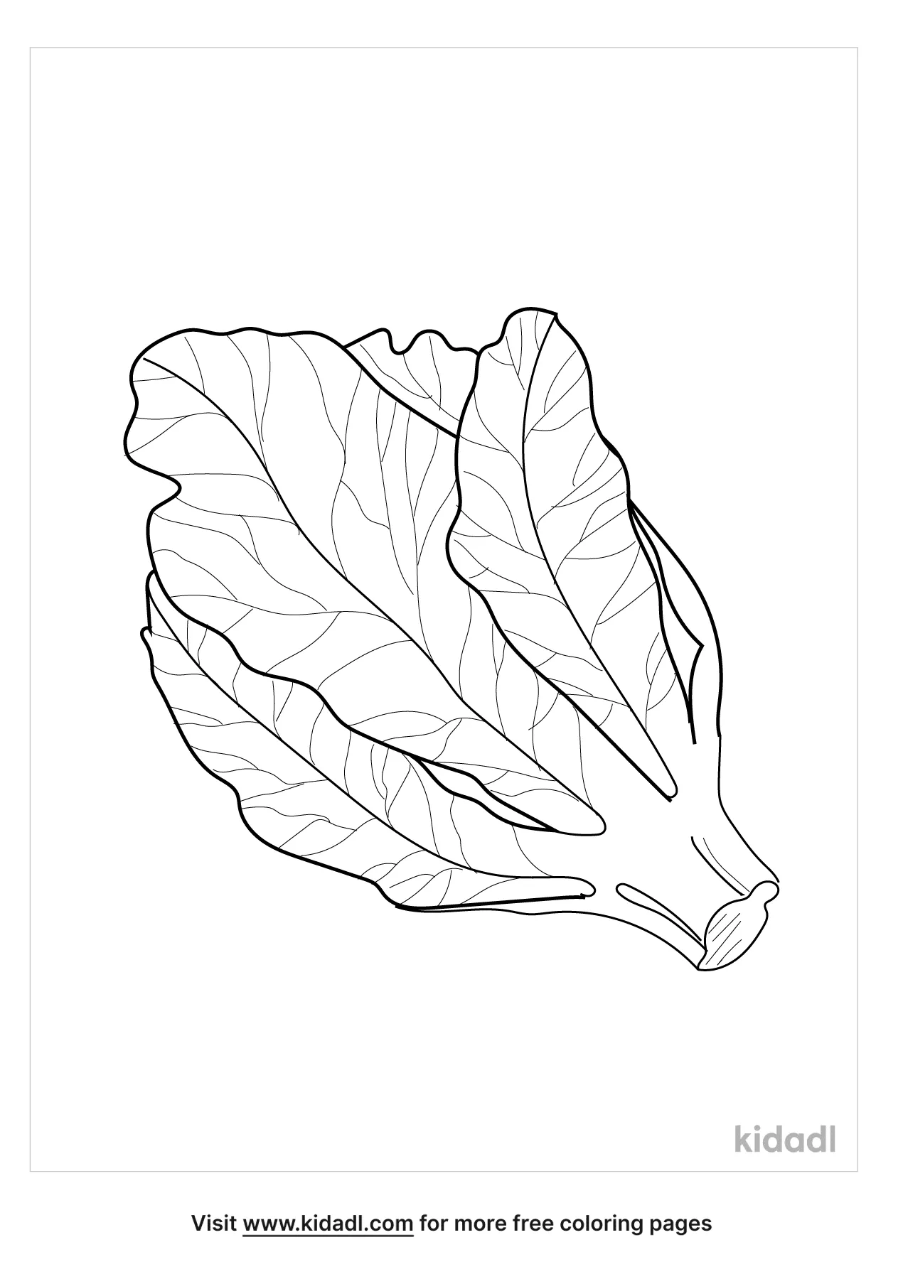 Free lettuce coloring page coloring page printables