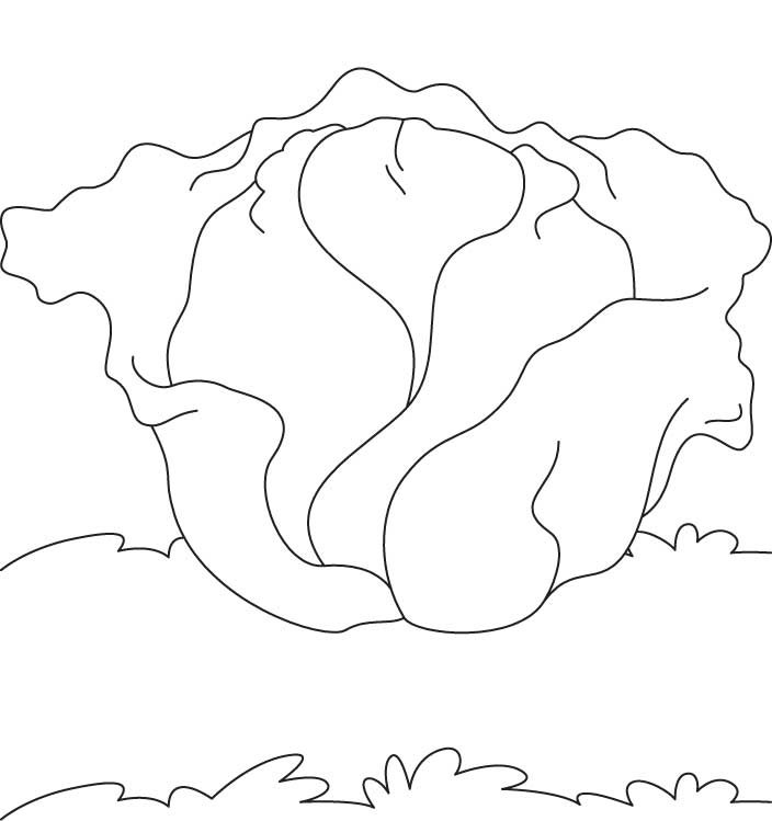 Cabbage coloring download free cabbage coloring for kids best coloring pages