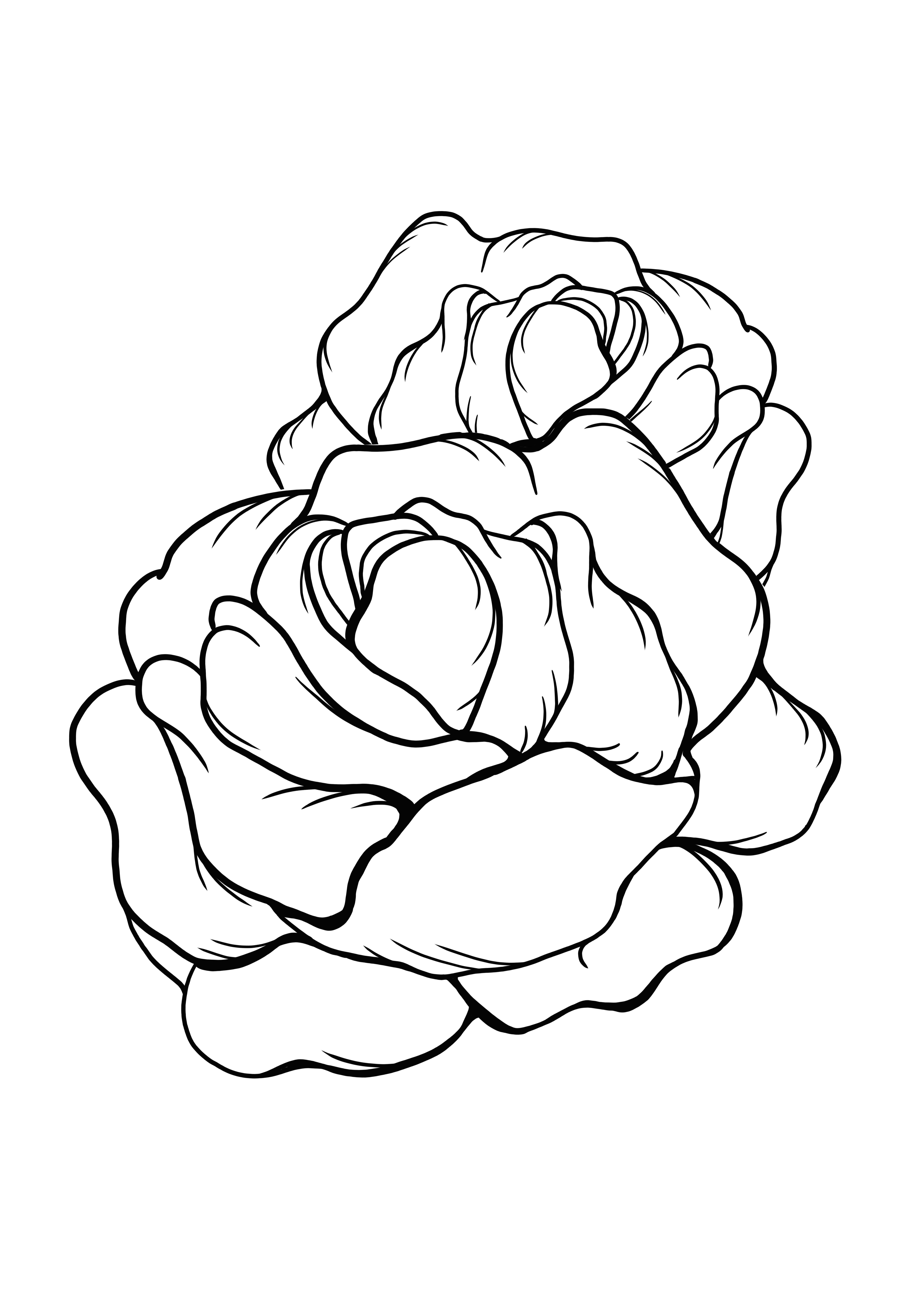 Lettuce coloring and free printing page