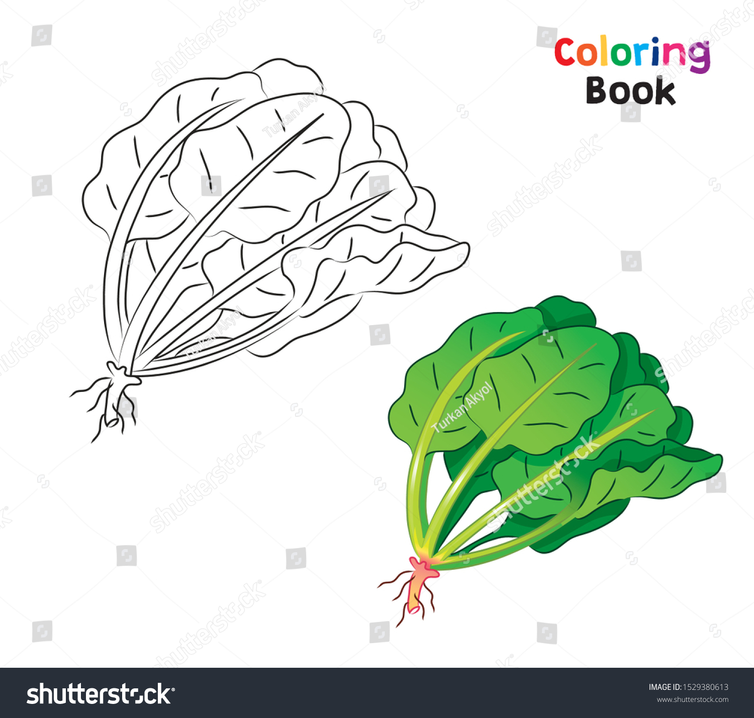 Green fresh lettuce coloring page kids stock vector royalty free