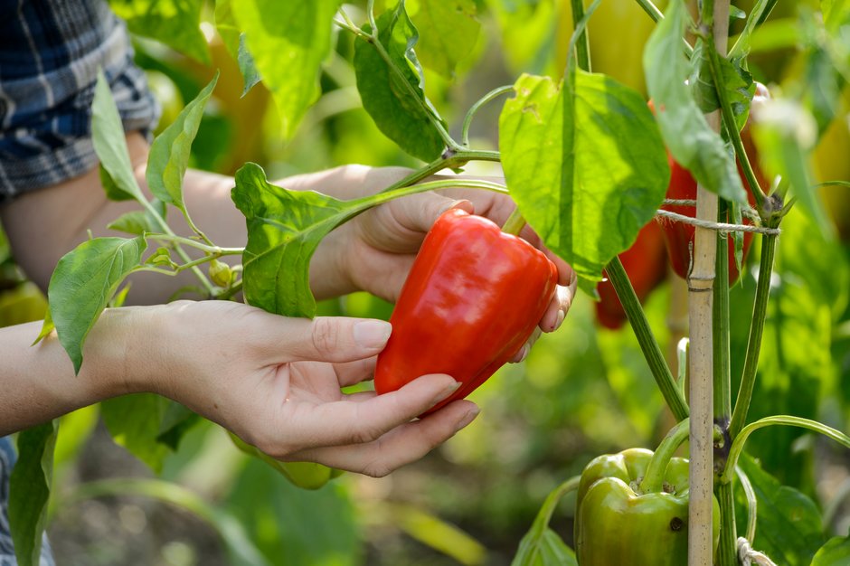 How to grow peppers vegetables