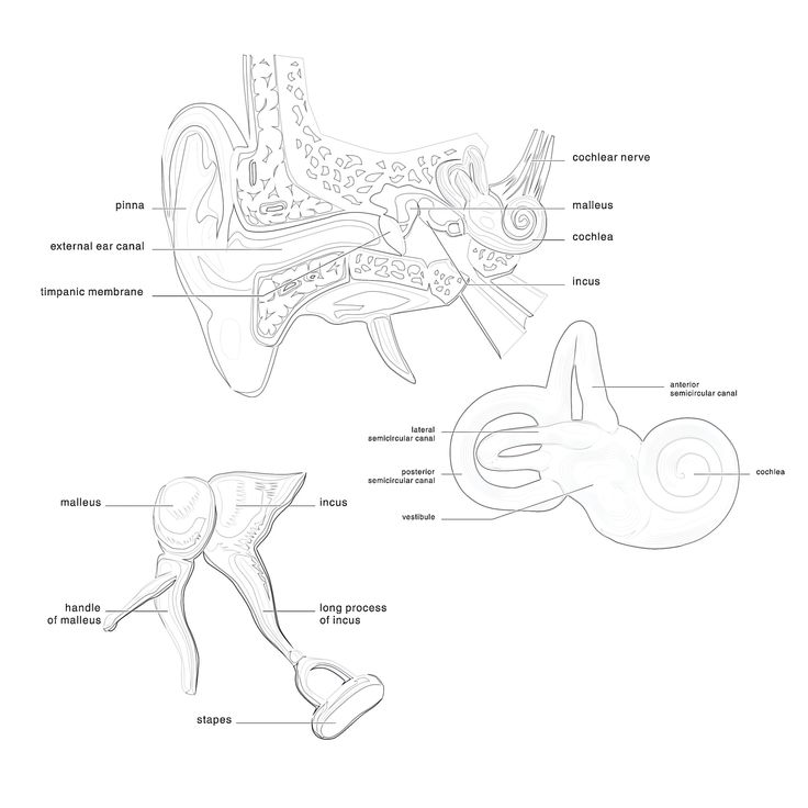 Anatomy of the ear coloring page coloring pages anatomy color