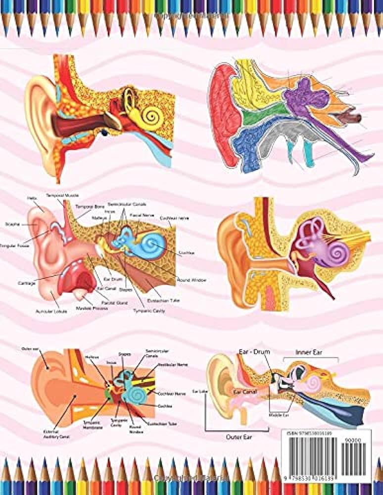 Ear anatomy coloring book human ear anatomy workbook for kids human ear anatomy coloring pag for kids toddlers teens human body students and activity book for kids toddlers publication