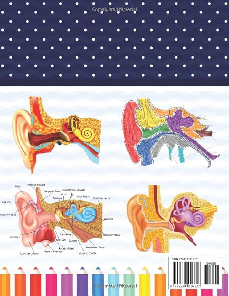 Ear anatomy coloring book human ear and human anatomy learning workbookhuman ear anatomy coloring book kids anatomy coloring bookhuman ear anatomy coloring book for kids boys girls teens publication sarkayniabell