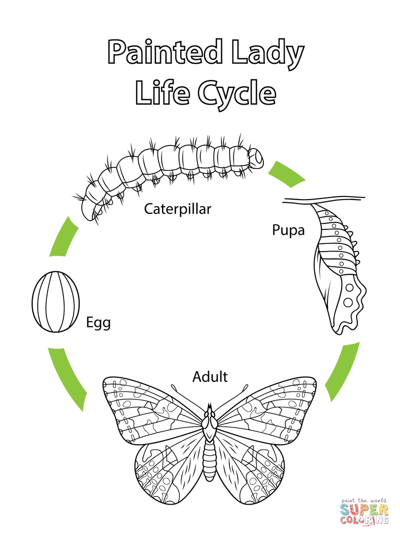 Life cycle of a painted lady butterfly coloring page free printable coloring pages