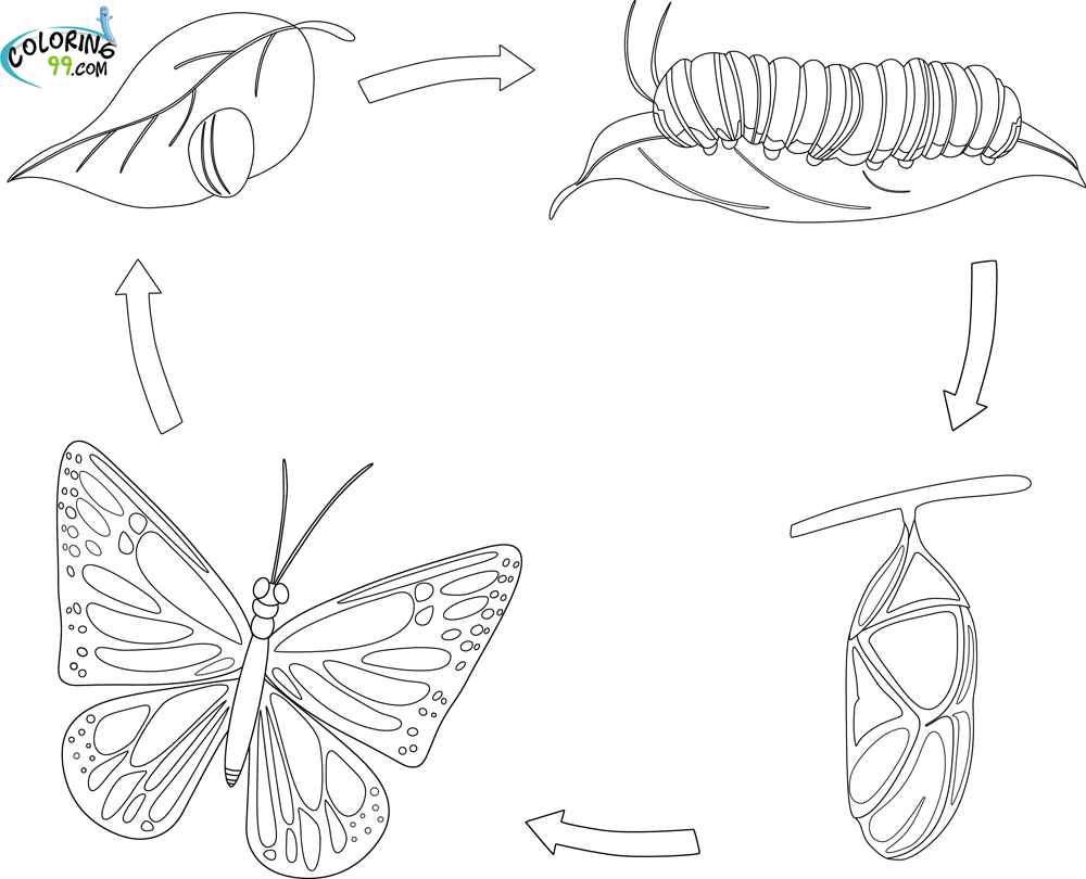 Butterfly coloring pages team colors