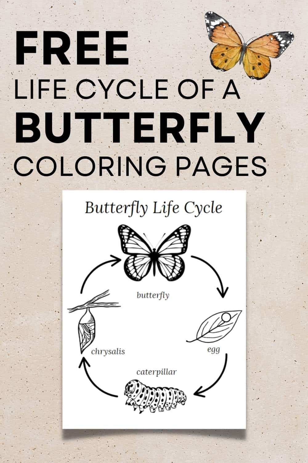 Explore the butterfly life cycle with a free coloring page