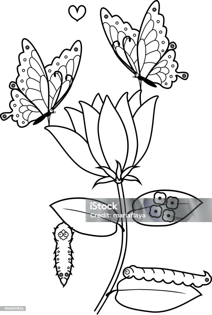 Coloring page life cycle of butterfly on flower stock illustration