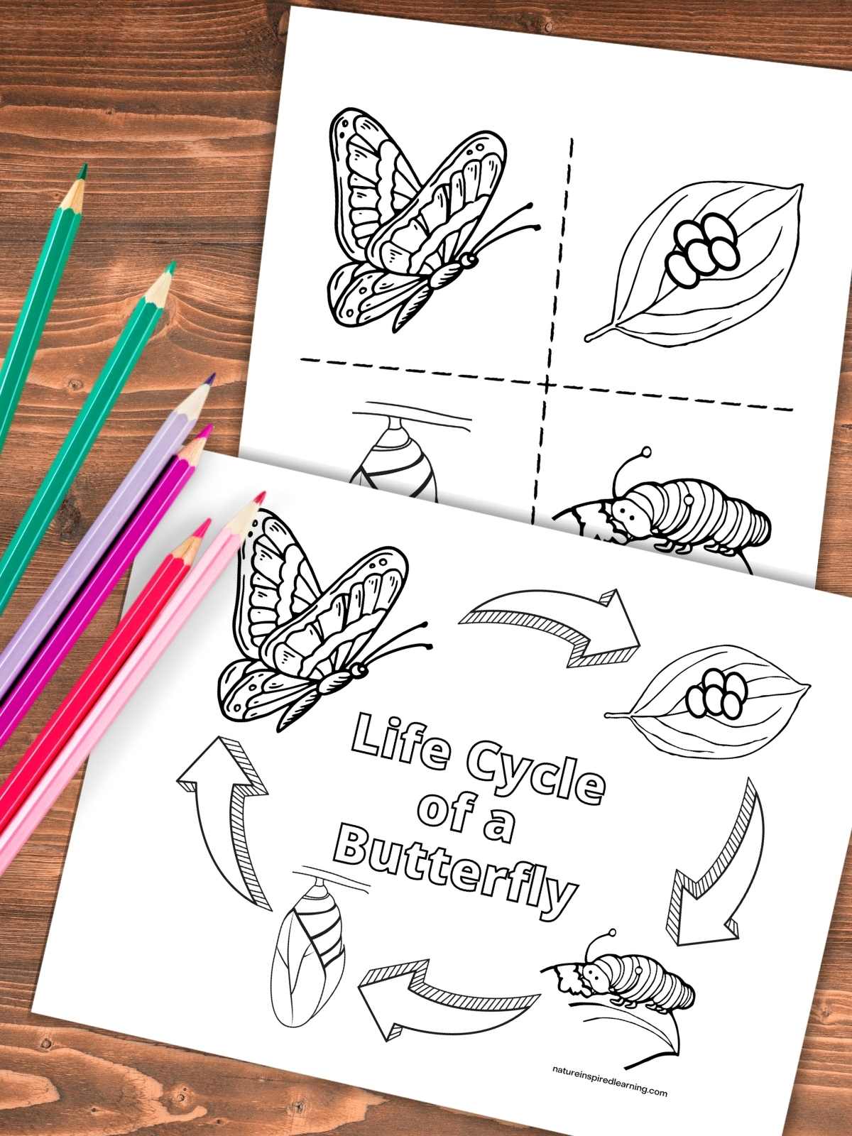 Life cycle of a butterfly coloring pages