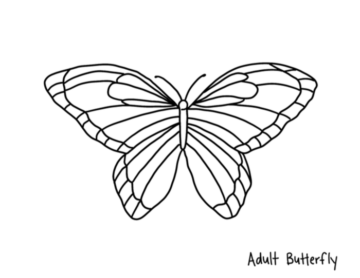 Life cycle of a butterfly tracing â missy montessori