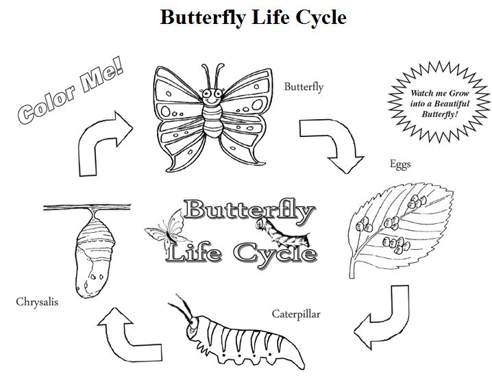 Butterfly life cycle butterfly life cycle life cycles butterfly coloring page