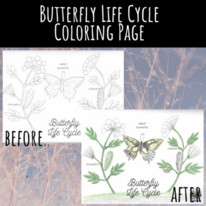 Butterfly life cycle coloring page â wild and growing