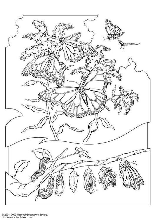 Coloring page monarch butterfly
