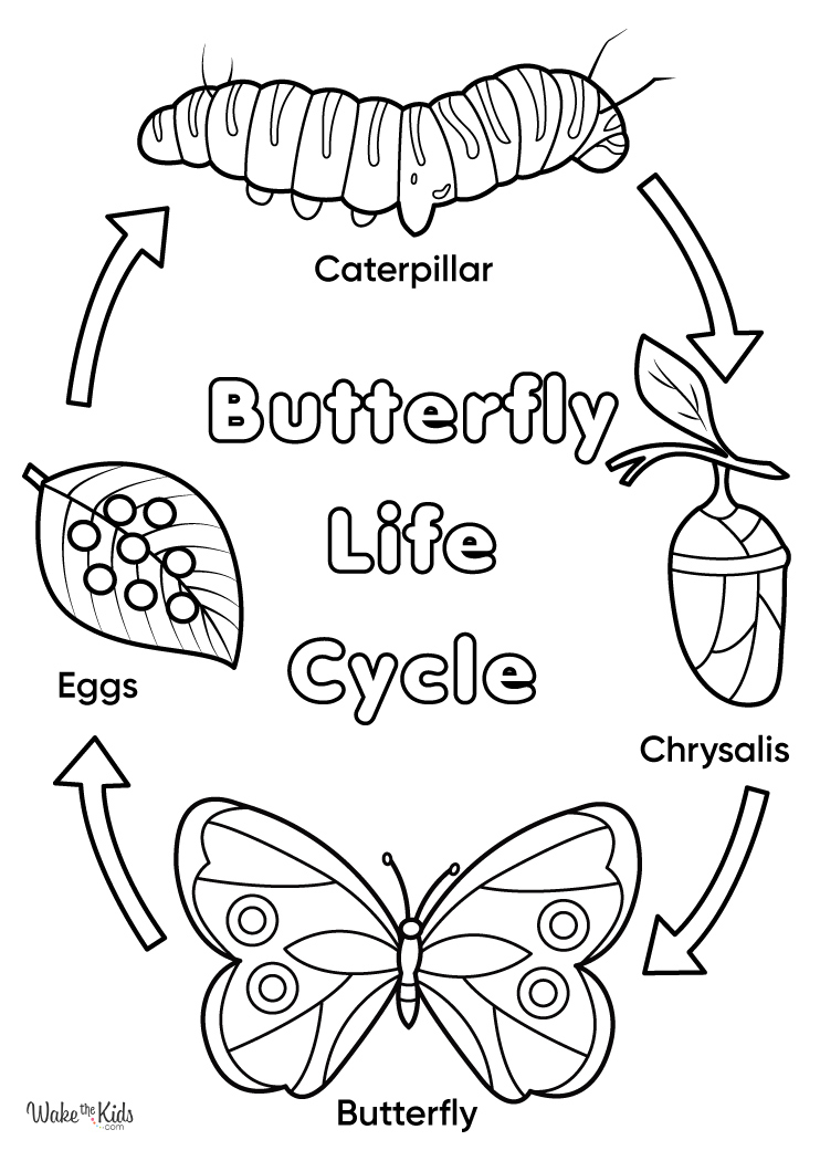 Free butterfly life cycle coloring pages printable pdfs