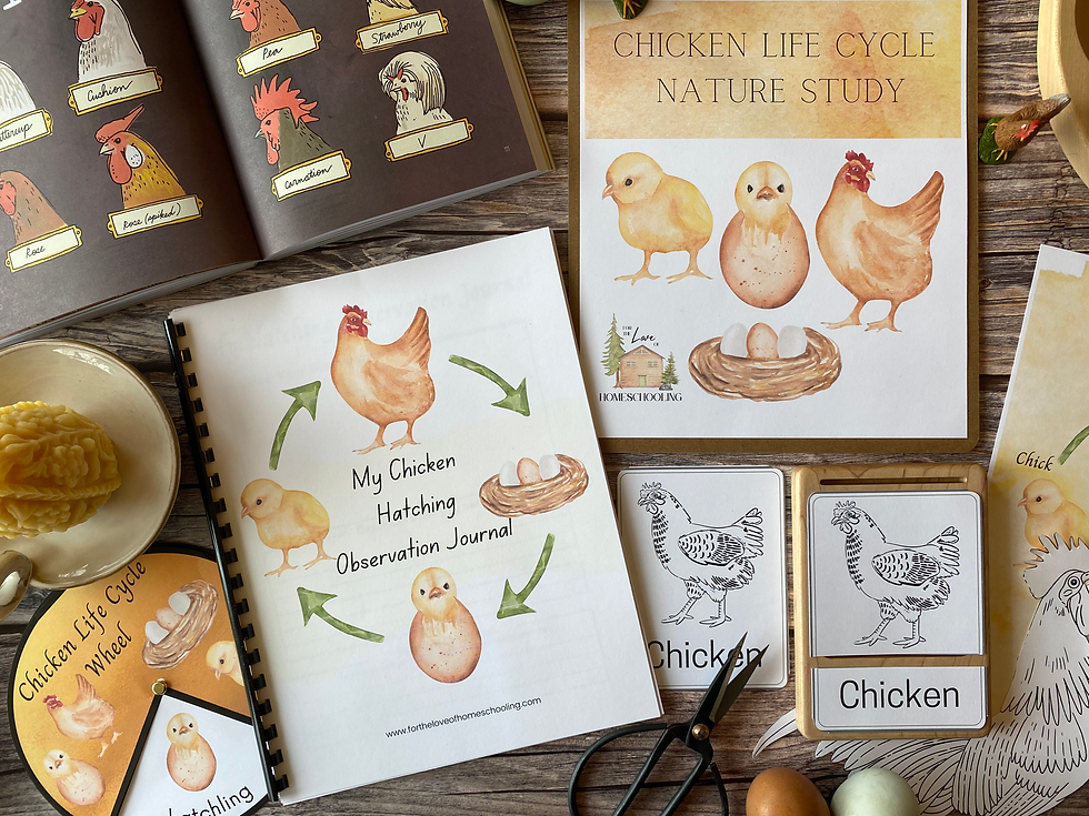 Chicken life cycle nature study ftl of homeschooling