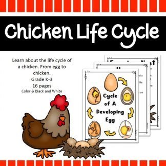Chicken life cycle