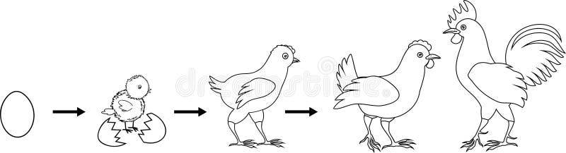 Coloring page stages of chicken growth from egg to adult bird stock vector
