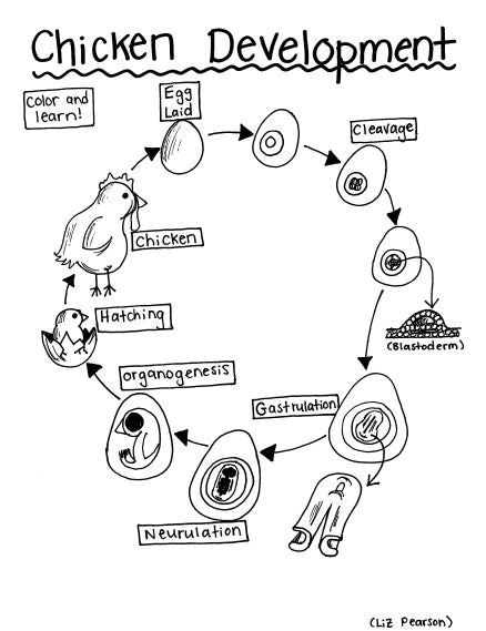 Chicken development