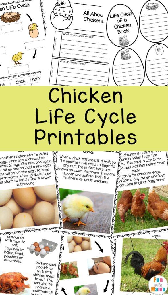 Chicken life cycle