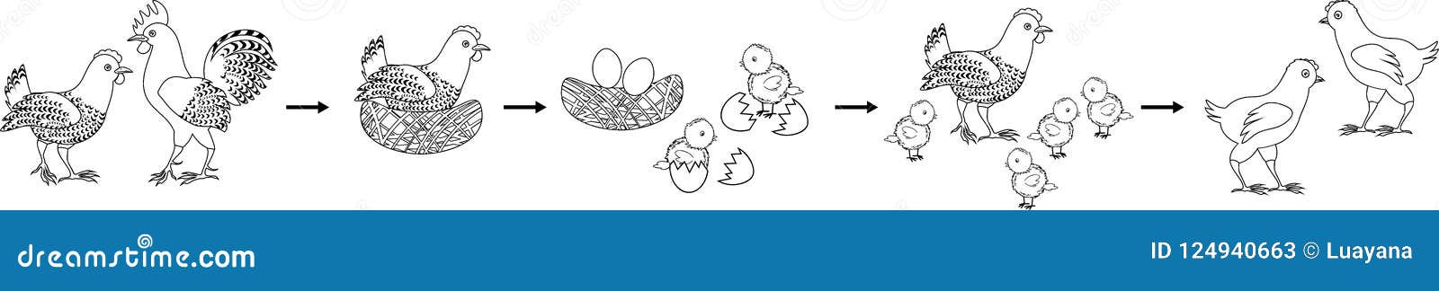 Coloring page chicken life cycle stock vector