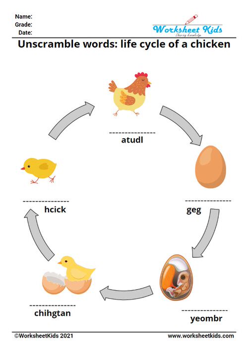 Life cycle of a chicken for kids worksheet