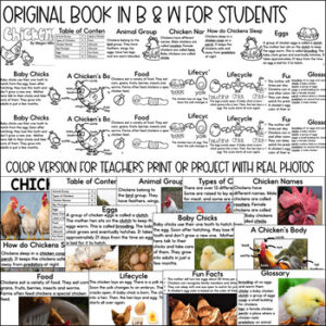 All about chickens