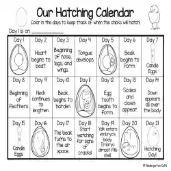 Our hatching calendar the life cycle of a baby chick by teach simple