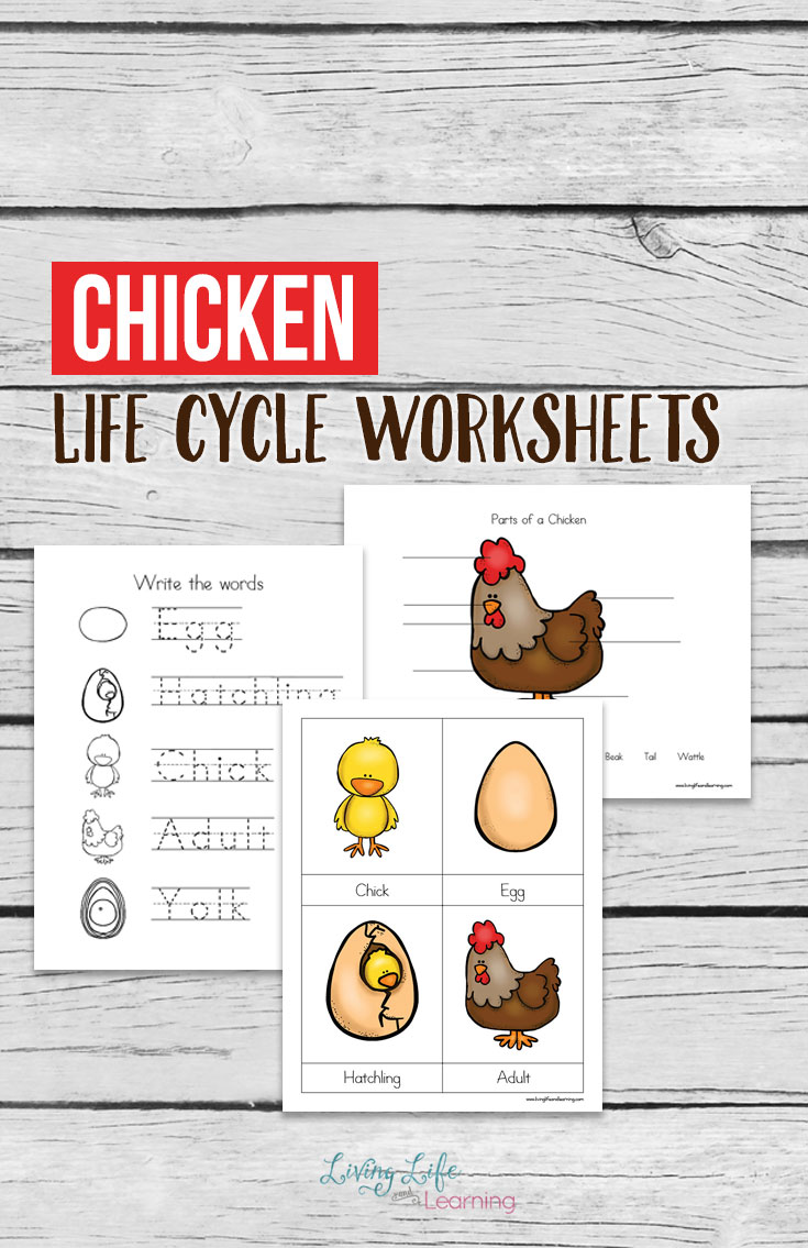 Free chicken life cycle worksheets