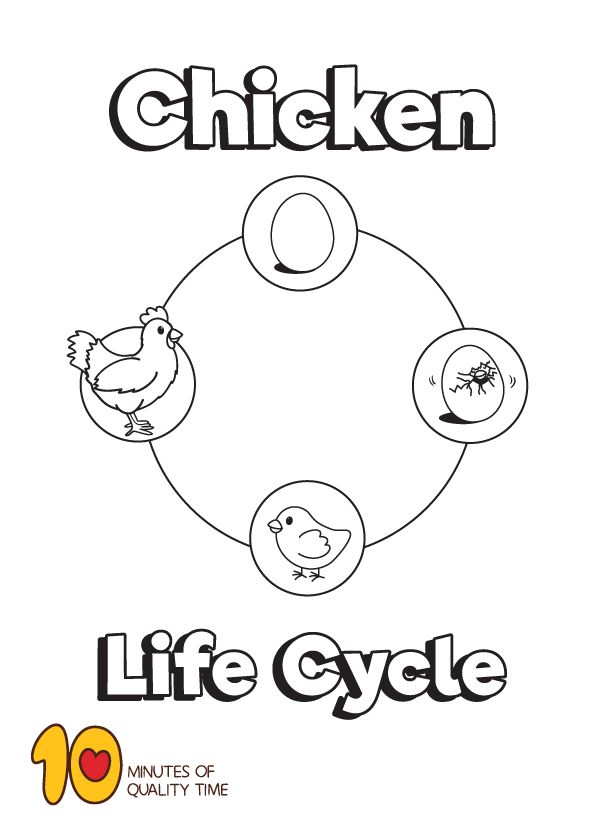 Life cycle of a chicken coloring page life cycles chicken coloring pages chicken coloring