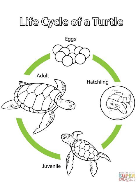 Life cycle of a turtle coloring page free printable coloring pages turtle life cycle life cycles animal life cycles