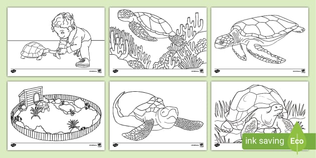 Turtle colouring pages teacher made