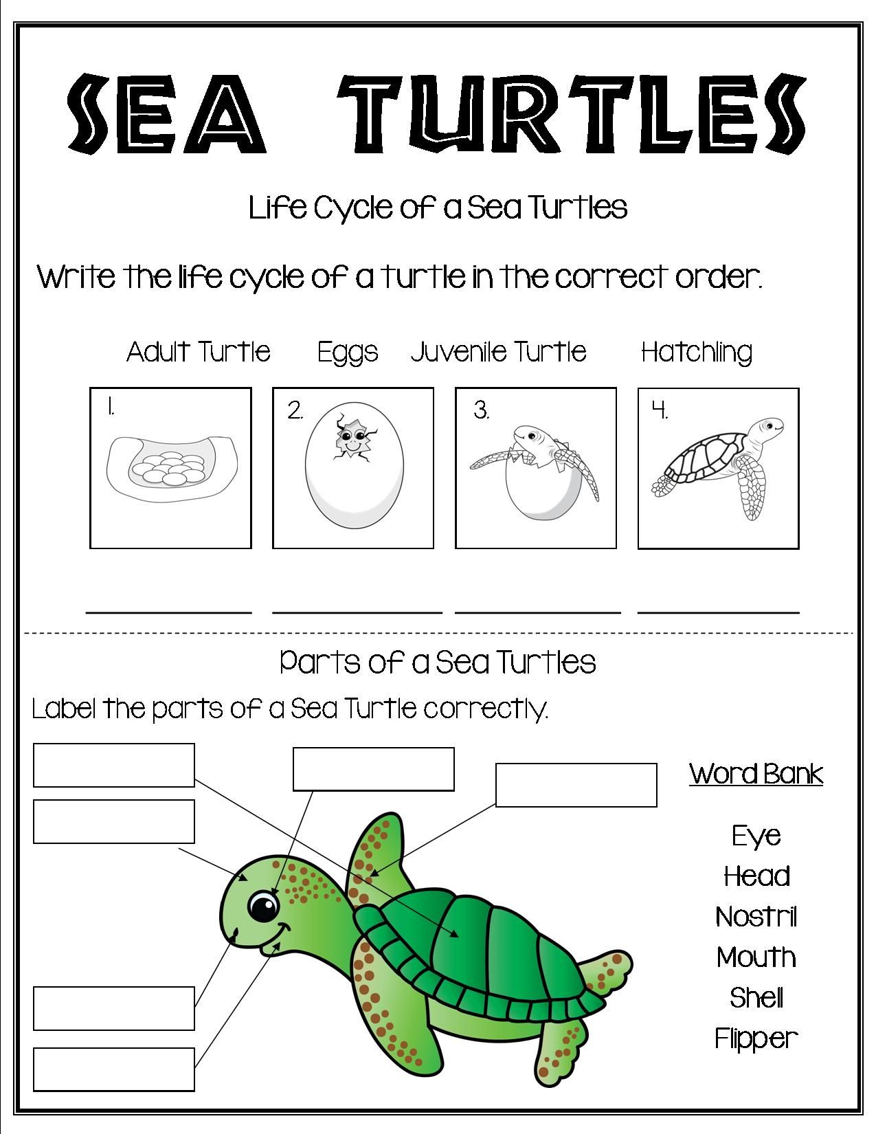 All about sea turtles turtle life cycle sea turtle life cycle turtle life