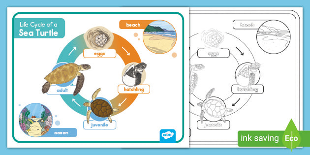 Printable sea turtle life cycle mat resource usa
