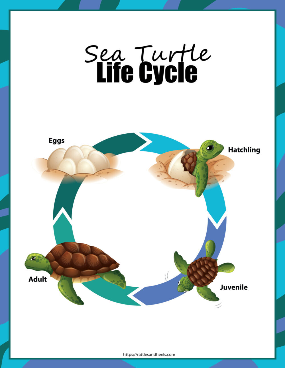 Sea turtles activity sheets