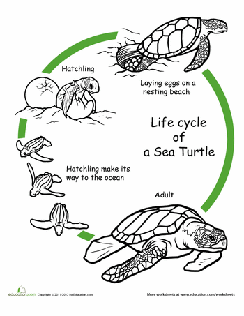 Color the life cycle turtle worksheet education life cycles animal life cycles turtle life cycle