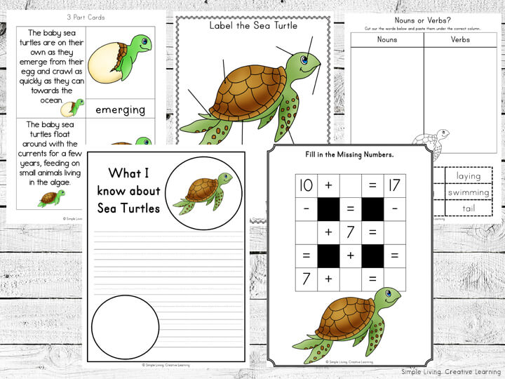 Sea turtle life cycle printables