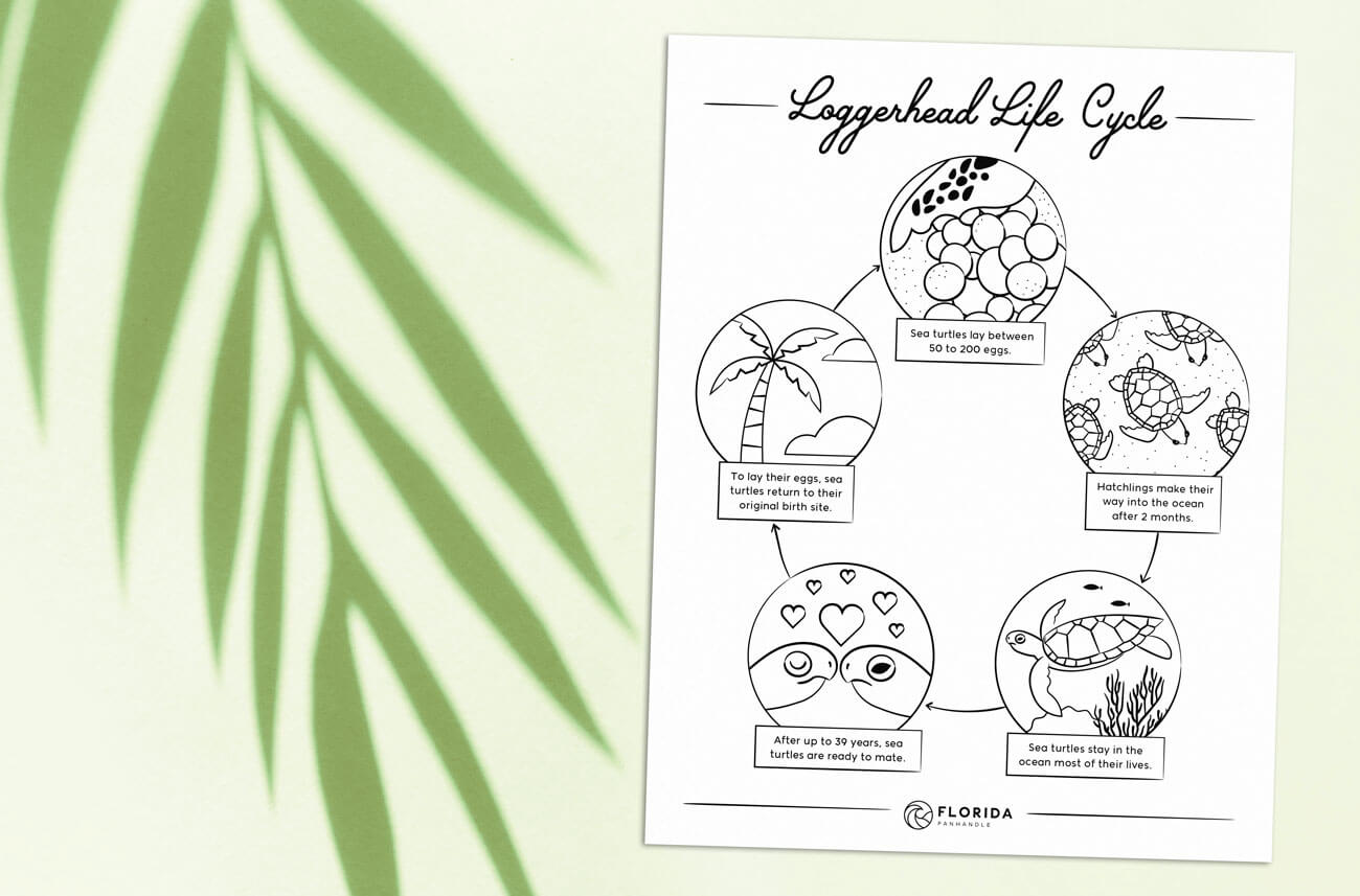 Free sea turtle education printables free homeschool deals
